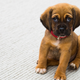 Illustration for article titled ‘Cute Aggression’ Study Explores Why We Want to Squeeze Cute Babies and Animals